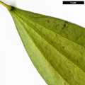 SpeciesSub: 'Emei Shan' (M.gracilipes × M.nitens)